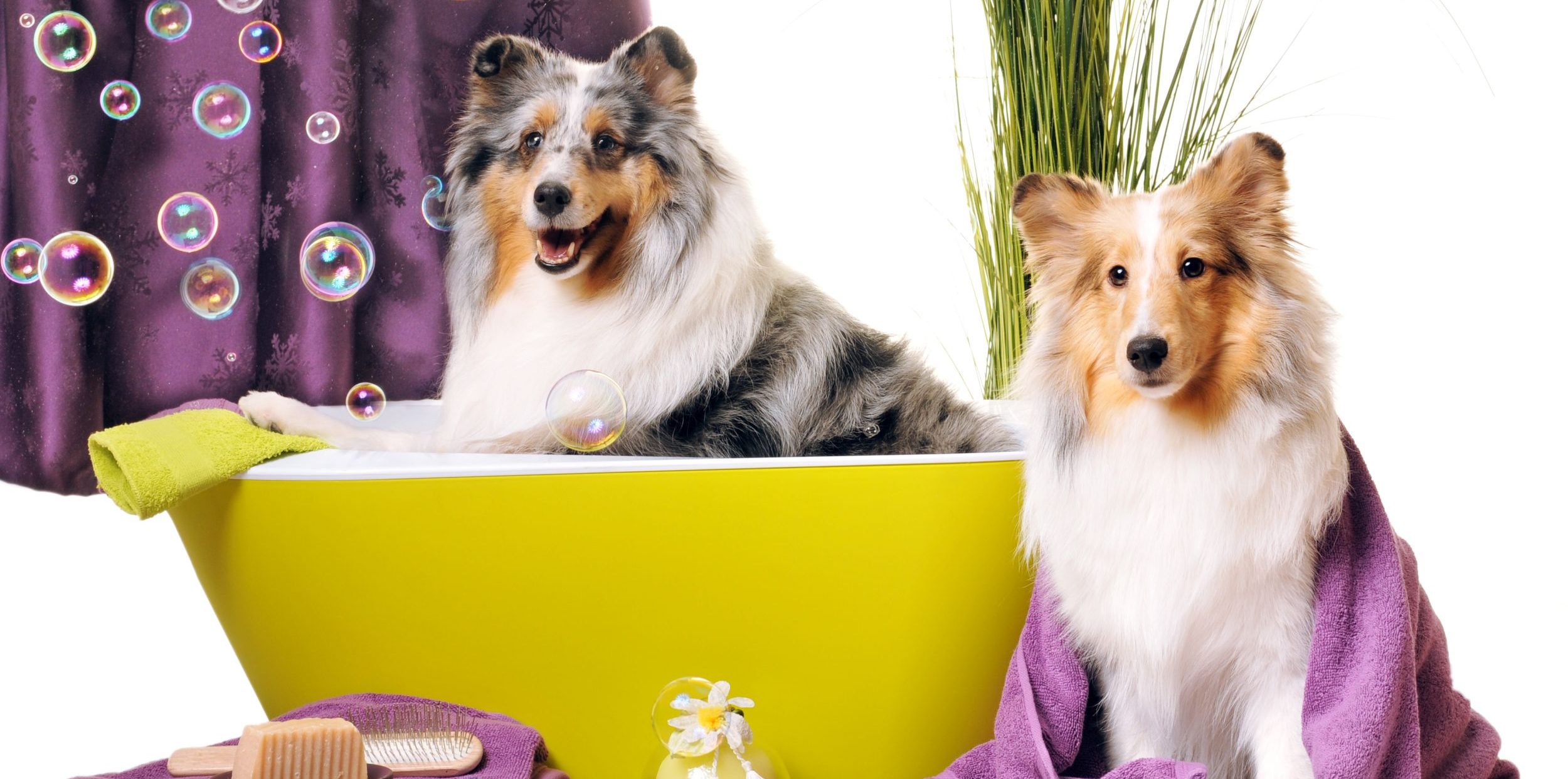 Pet Grooming and Spa: Where Pet Grooming Meets Grooming Excellence